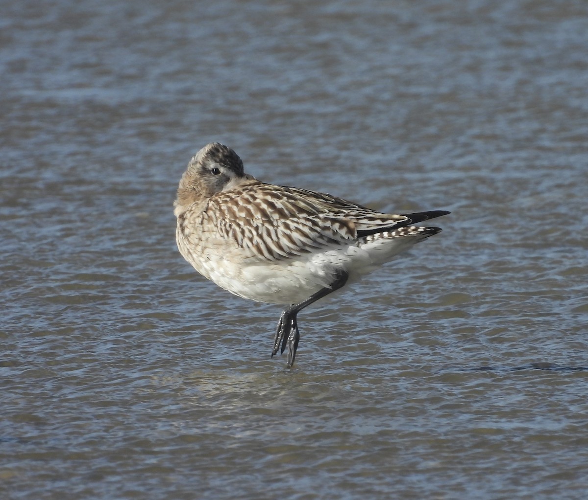 Bar-tailed Godwit - ML643891928