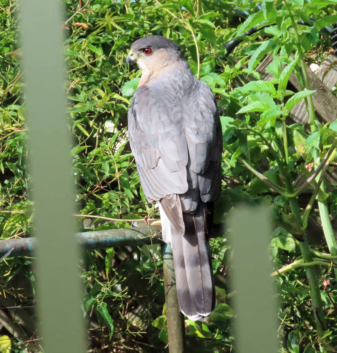 Cooper's Hawk - ML643891929