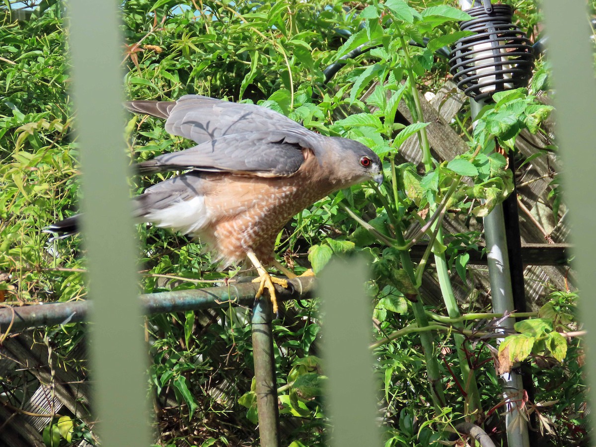 Cooper's Hawk - ML643891930