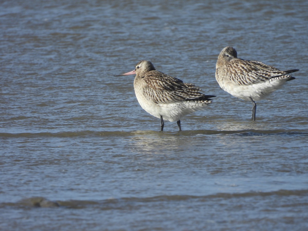 Bar-tailed Godwit - ML643891946