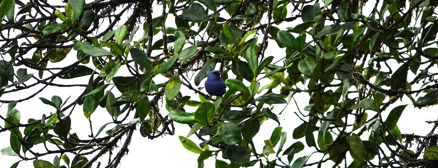 Blue-and-black Tanager - ML643891966