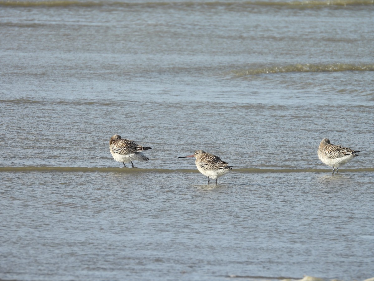 Bar-tailed Godwit - ML643891969