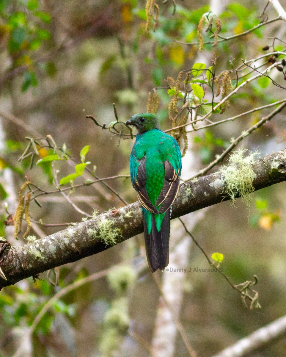 Resplendent Quetzal - ML643891980