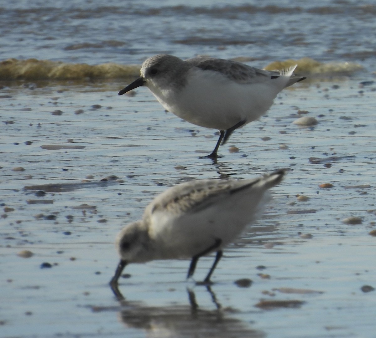 Sanderling - ML643891984