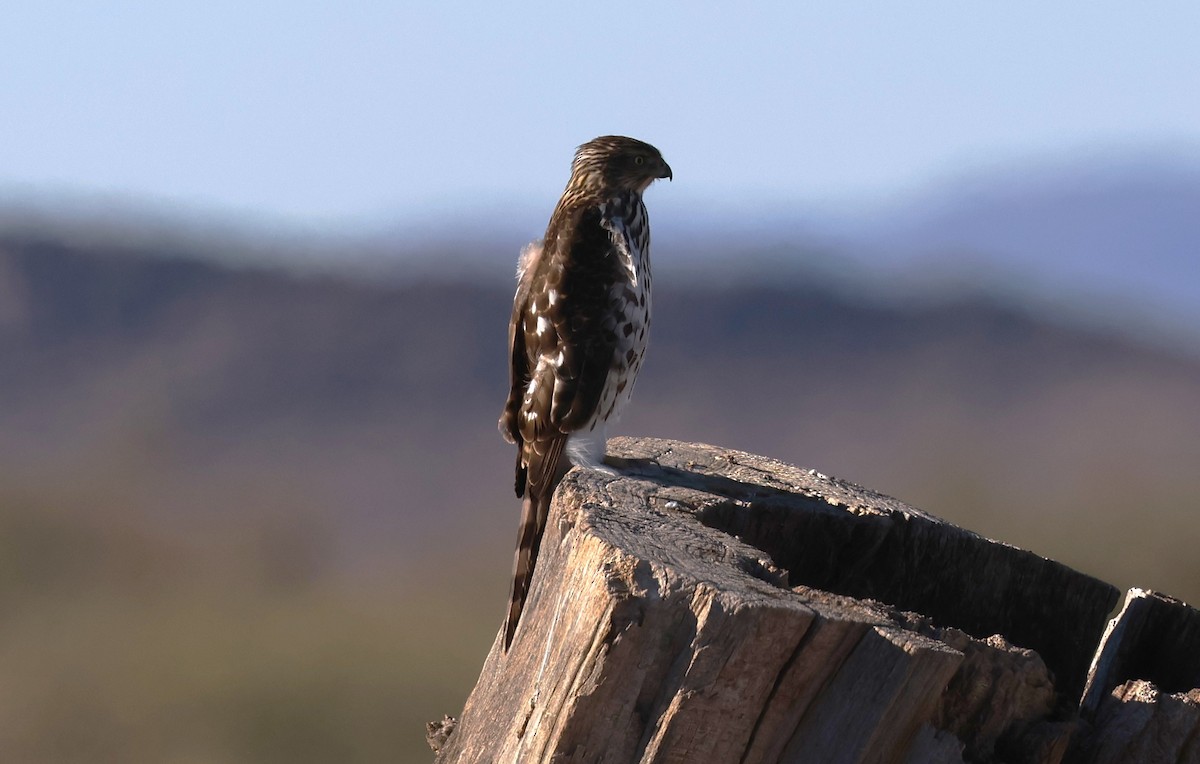 Cooper's Hawk - ML643891985