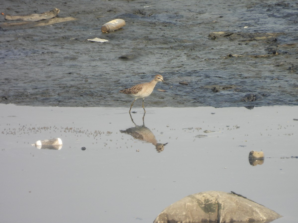 Wood Sandpiper - ML643891990