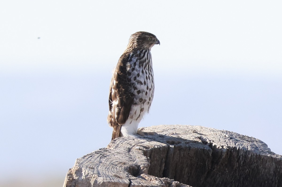 Cooper's Hawk - ML643891993
