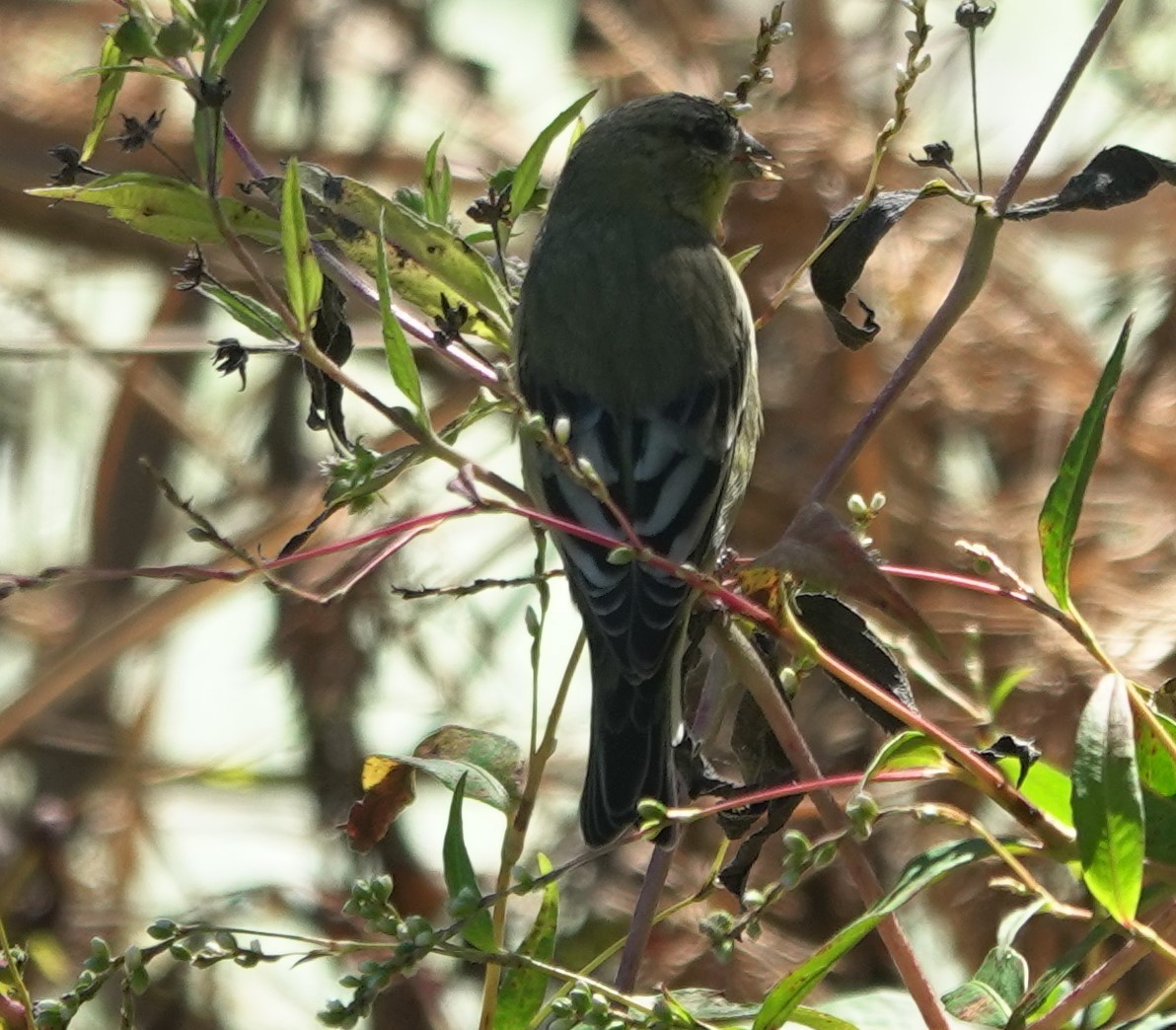 Lesser Goldfinch - ML643891995