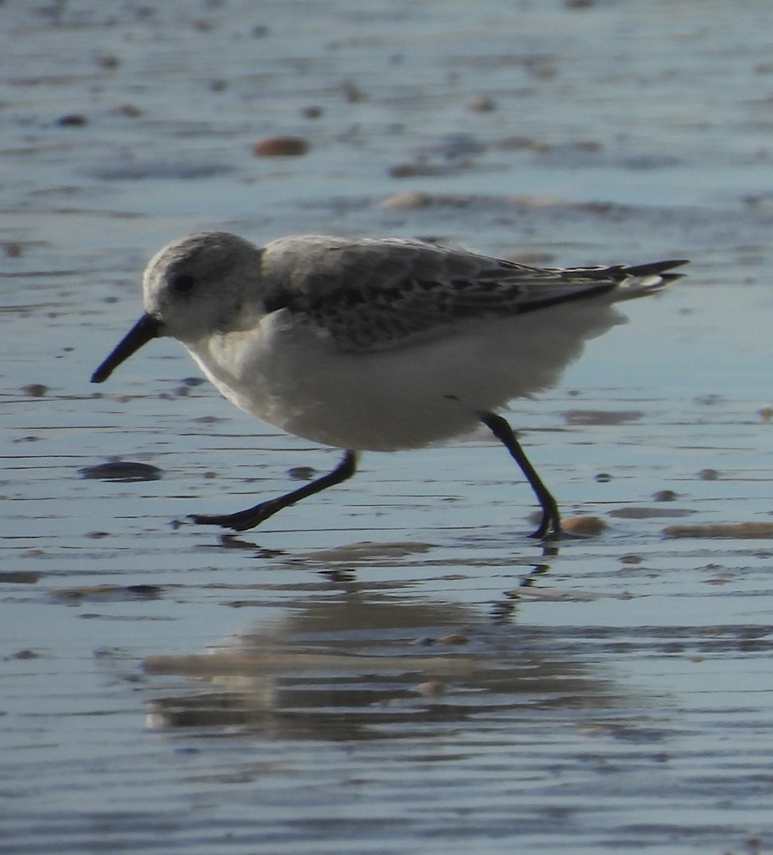 Sanderling - ML643891996