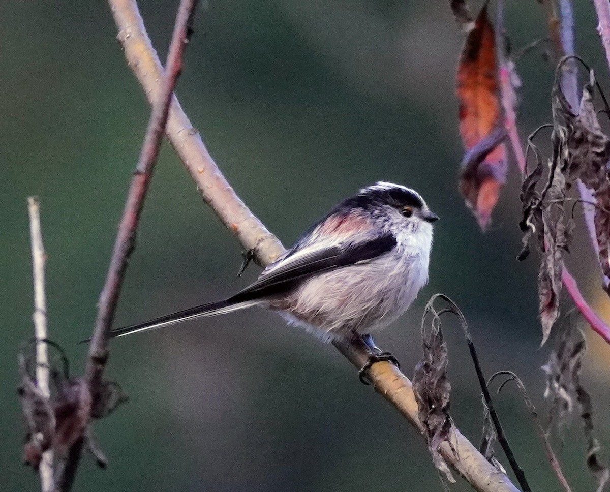 Orite à longue queue - ML643892004