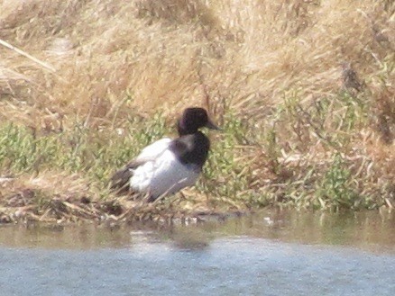 Greater/Lesser Scaup - ML643892005