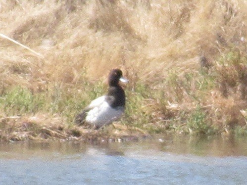 Greater/Lesser Scaup - ML643892006