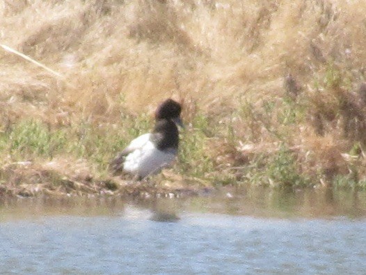 Greater/Lesser Scaup - ML643892009