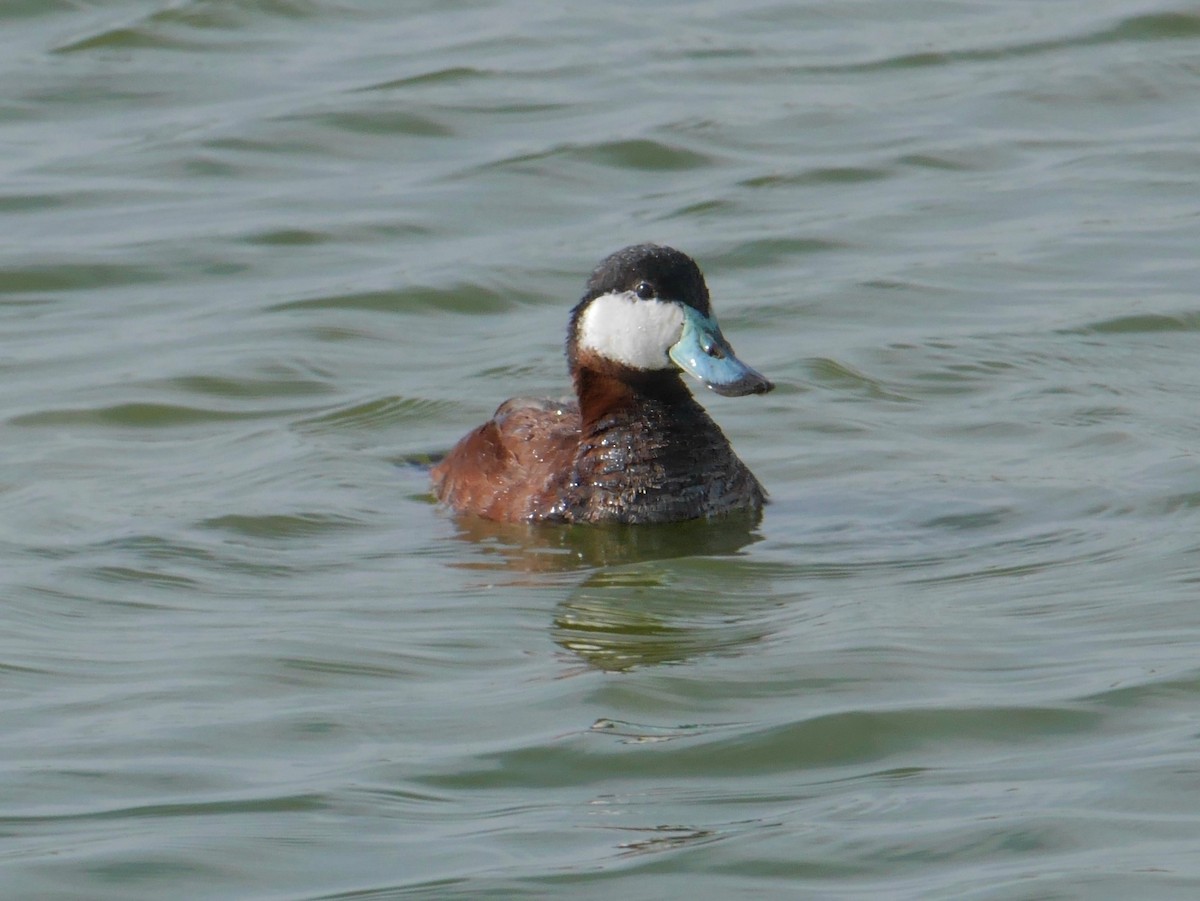 Ruddy Duck - ML643892011