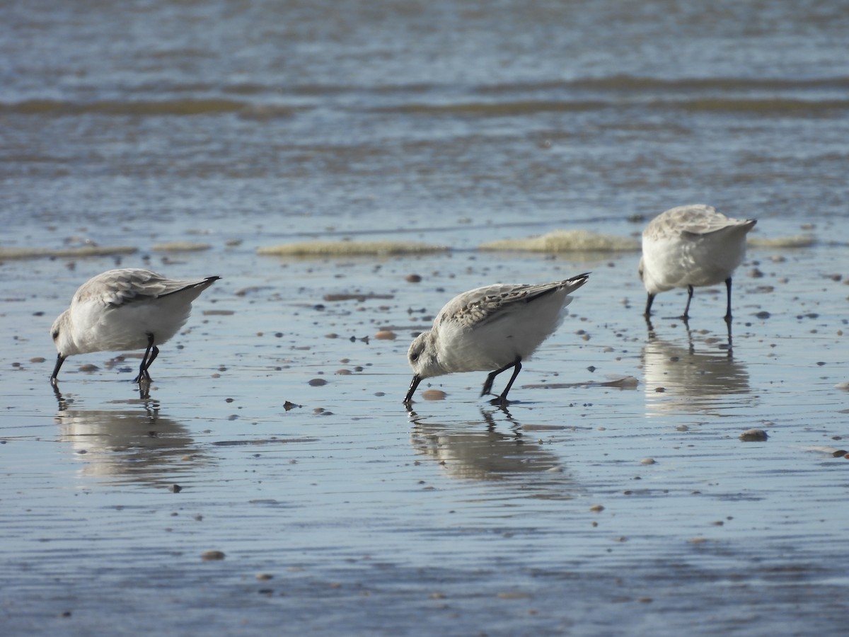 Sanderling - ML643892022