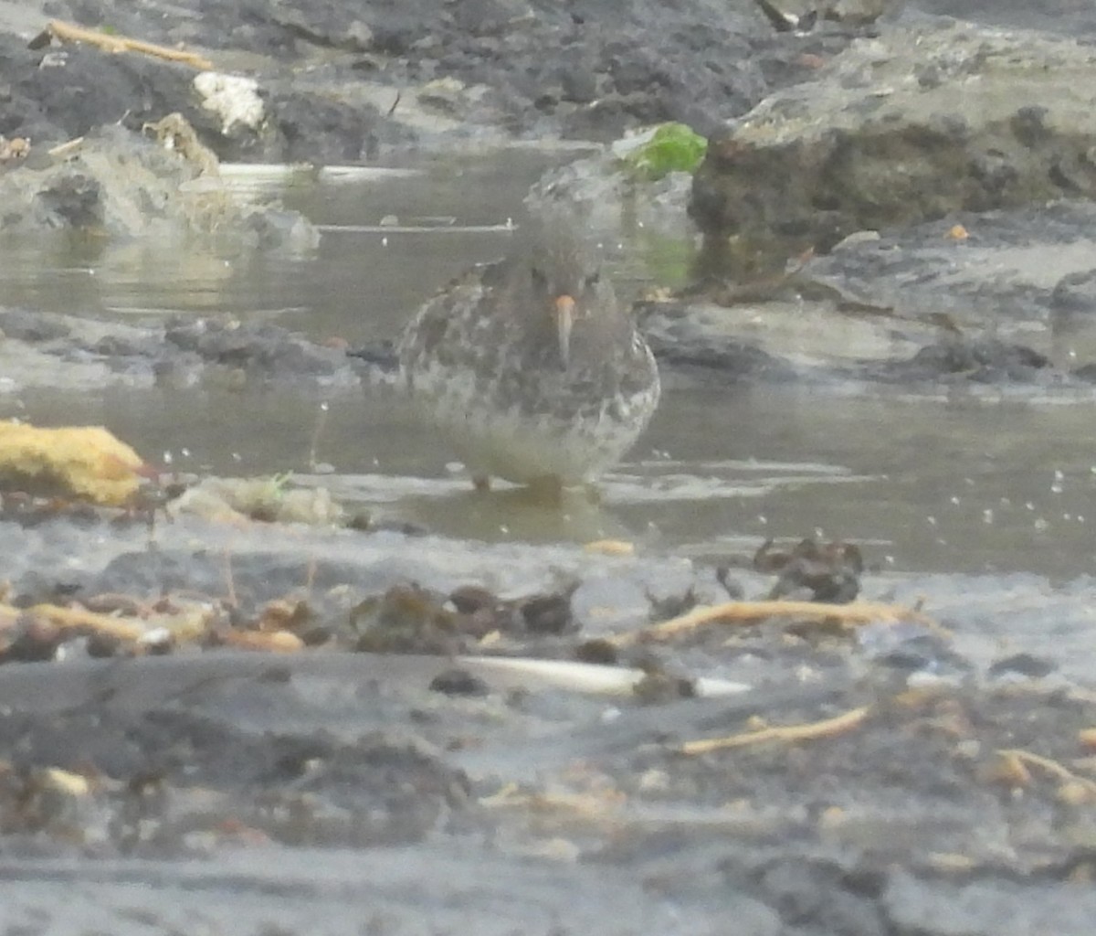 Purple Sandpiper - ML643892043