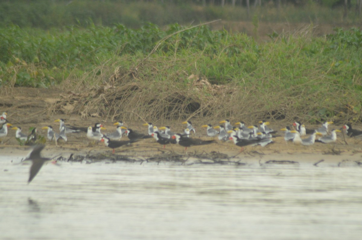 Large-billed Tern - ML643892044