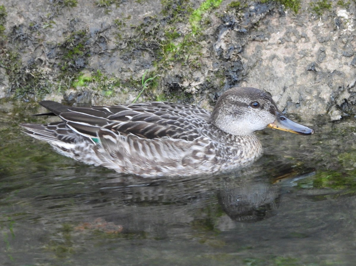 Green-winged Teal - ML643892063