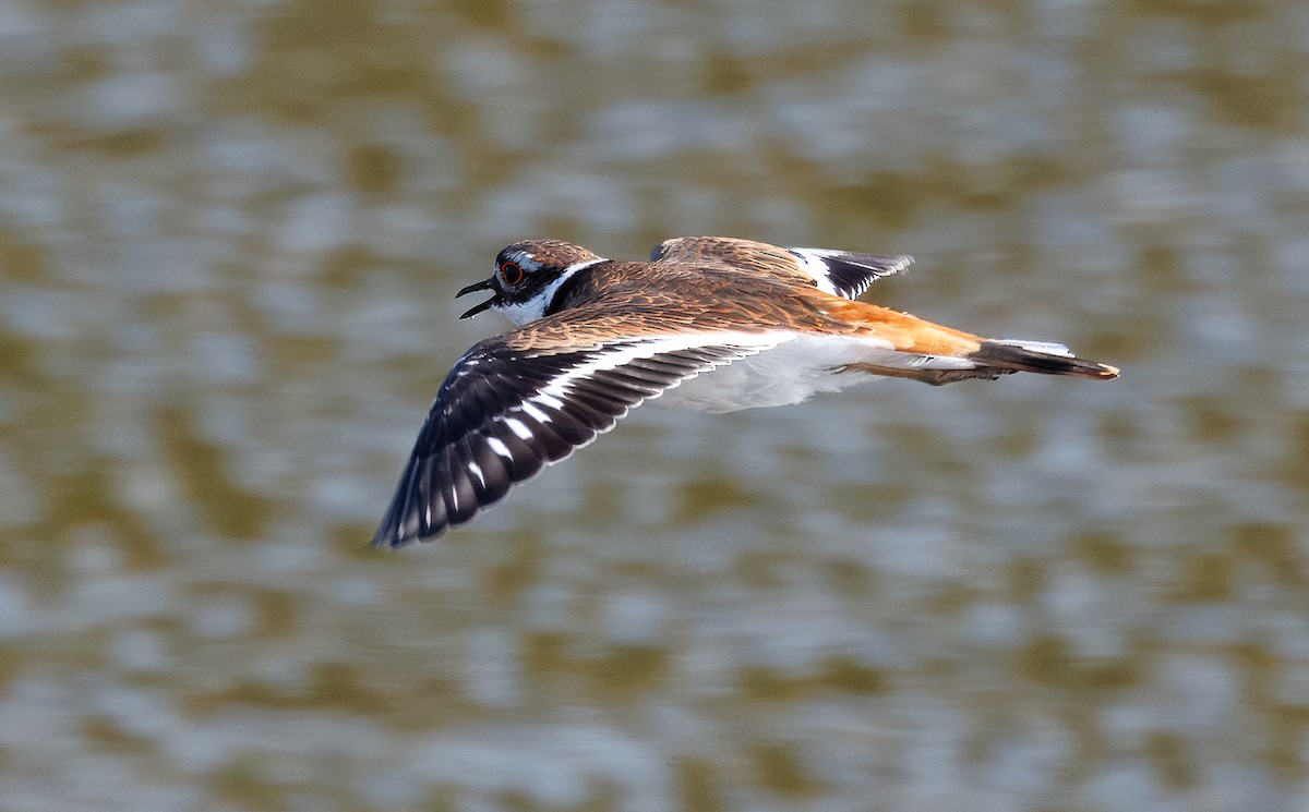 Killdeer - ML643892064