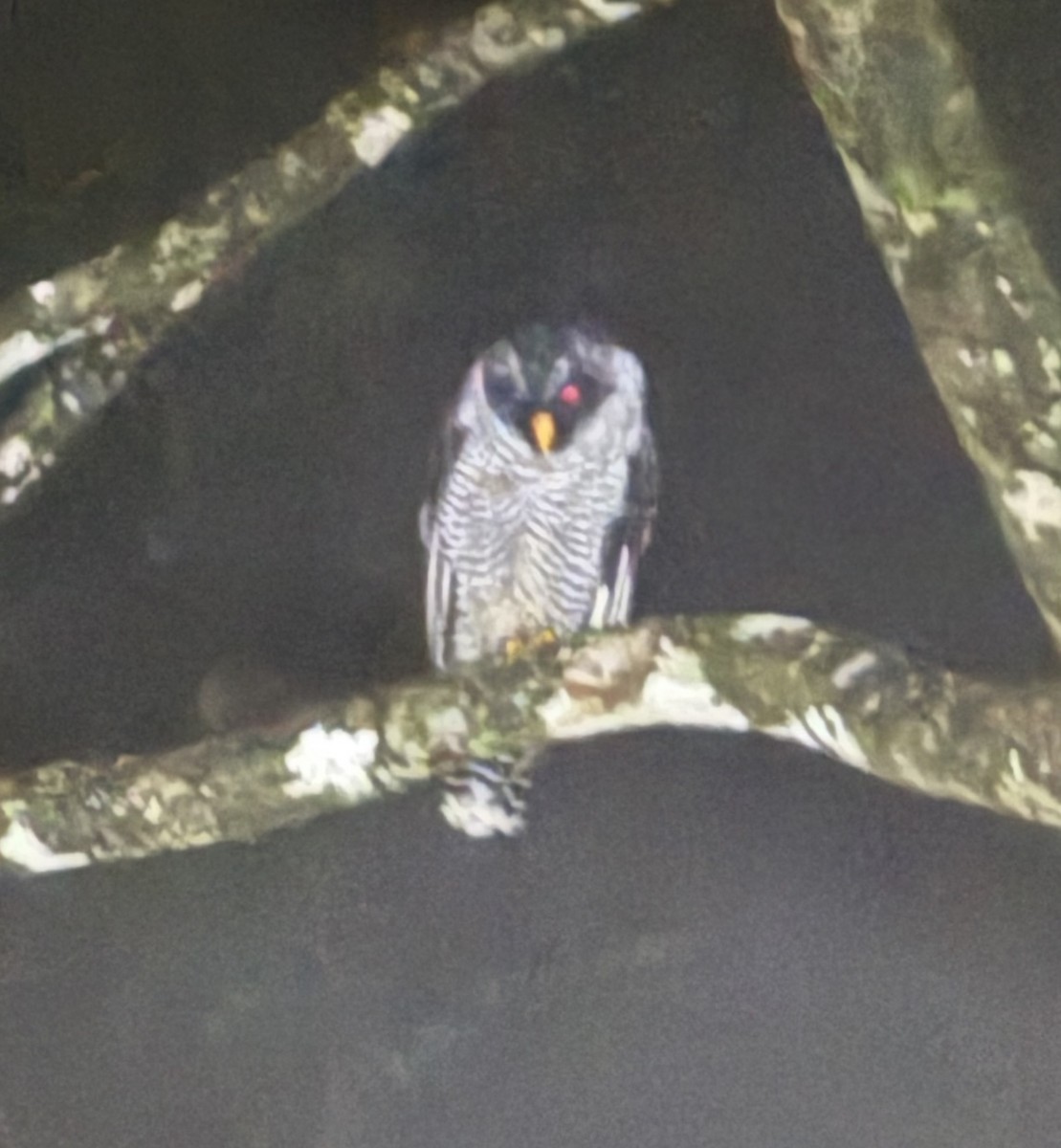 Black-and-white Owl - ML643892068