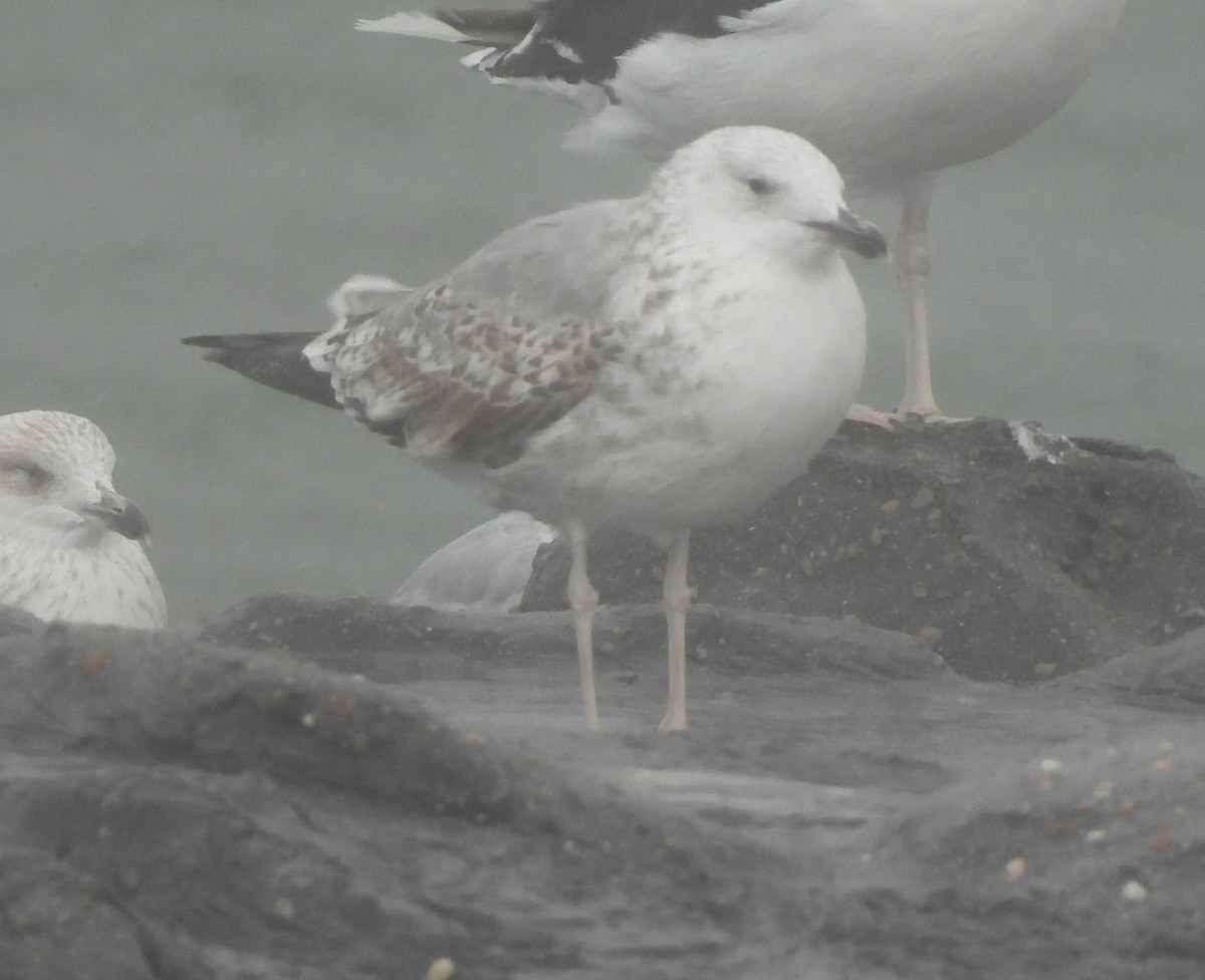 Caspian Gull - ML643892083