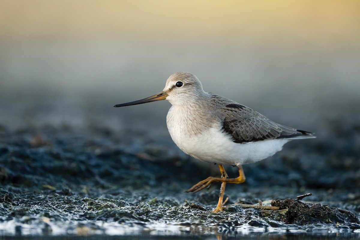Terek Sandpiper - ML643892091