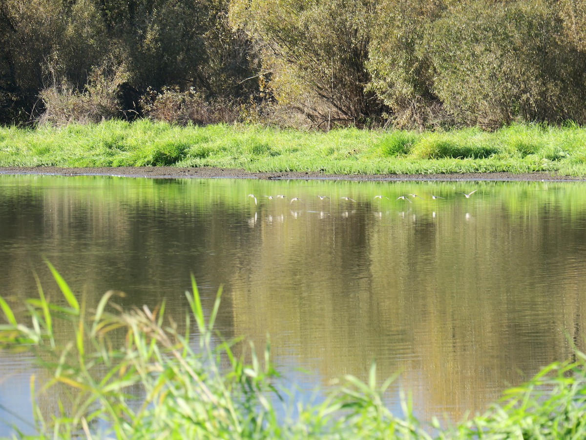 langnebbekkasinsnipe - ML643892098