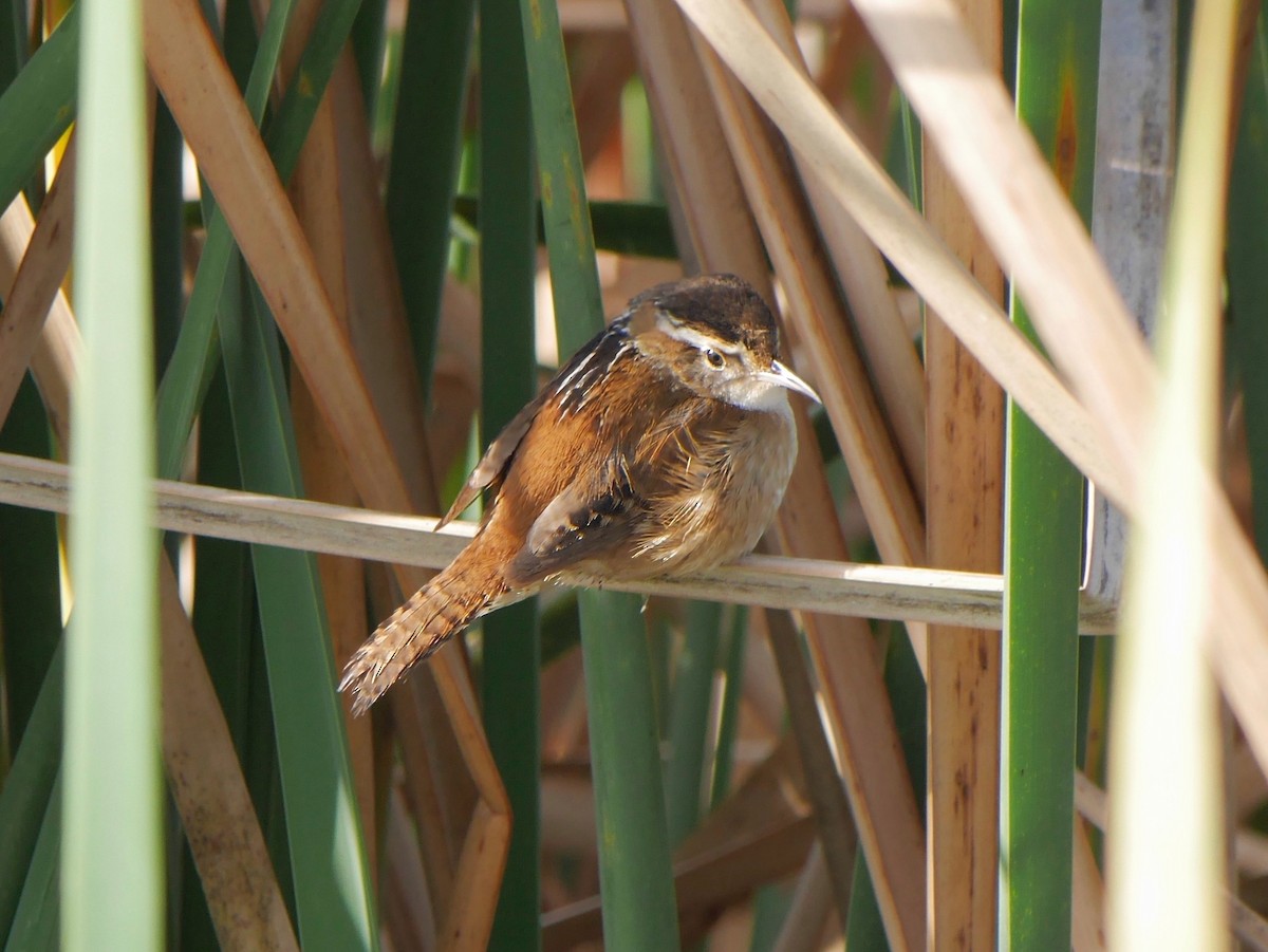 Marsh Wren - ML643892111