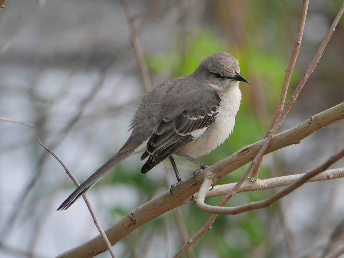 Northern Mockingbird - ML643892131