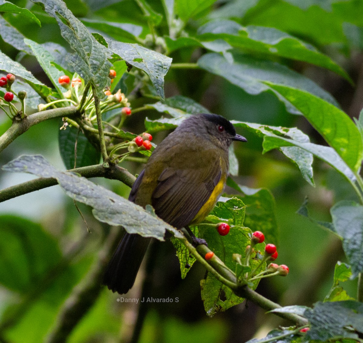 Black-and-yellow Silky-flycatcher - ML643892141