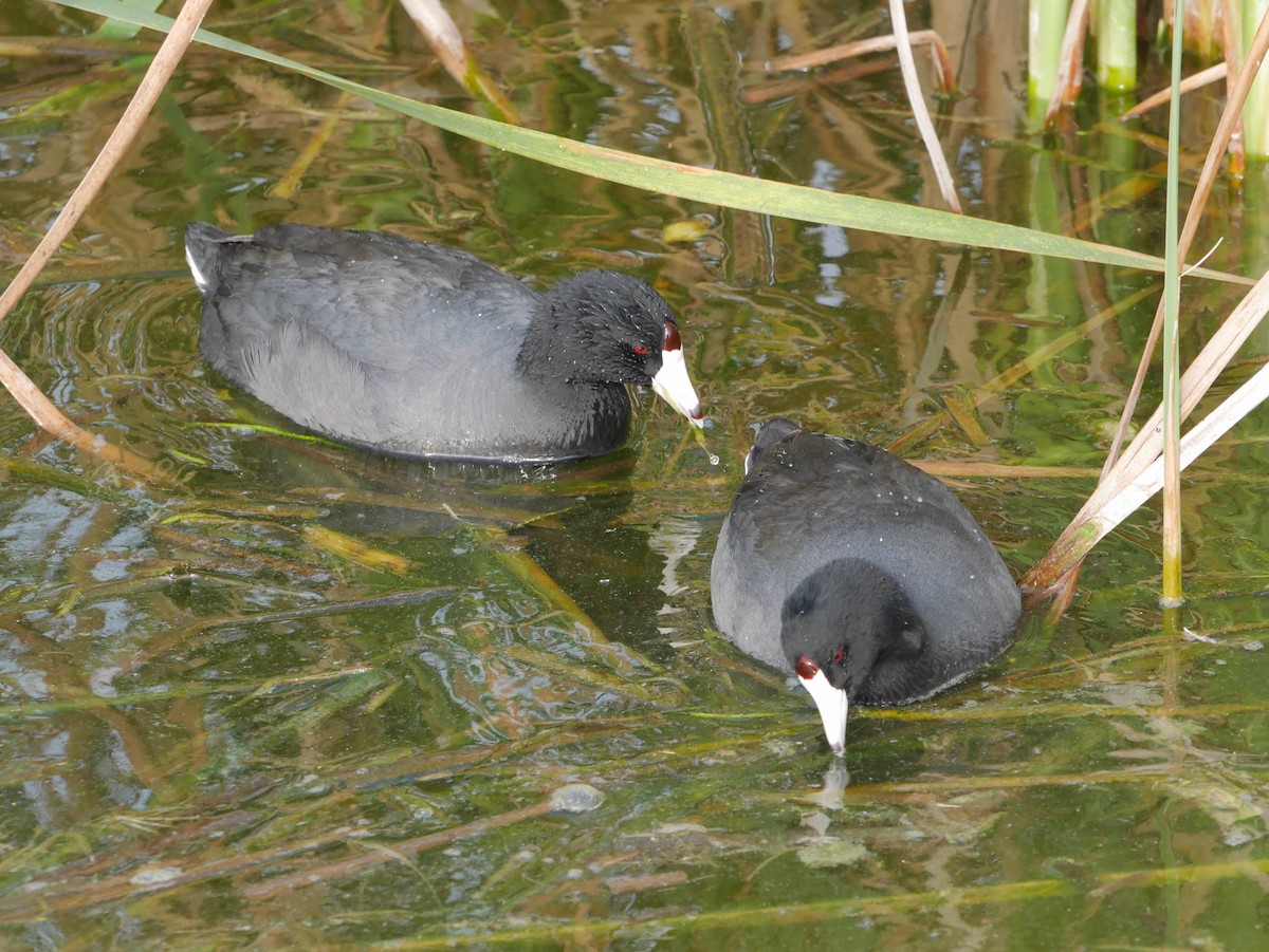 American Coot (Red-shielded) - ML643892153