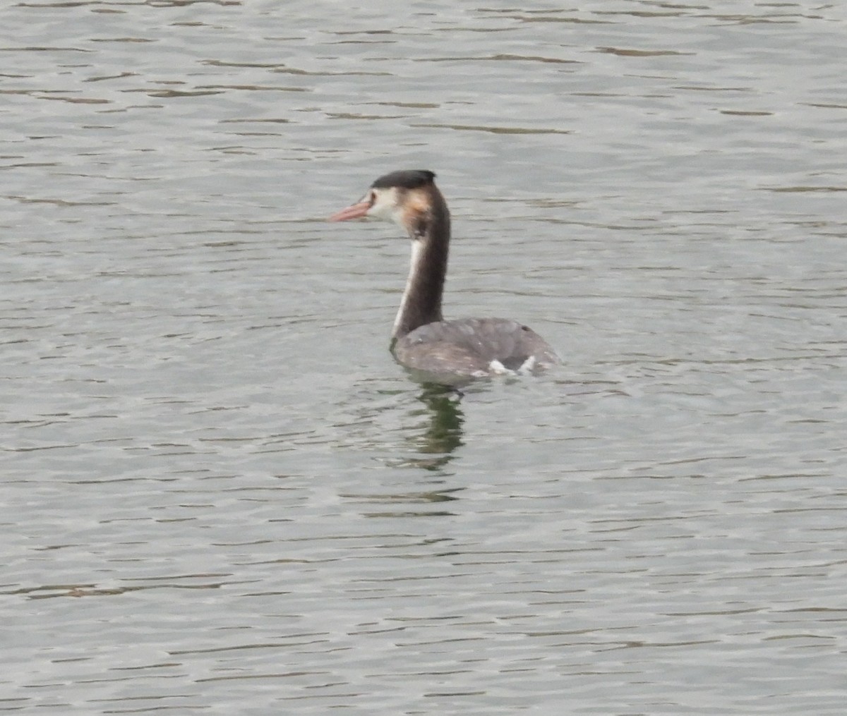 Great Crested Grebe - ML643892186