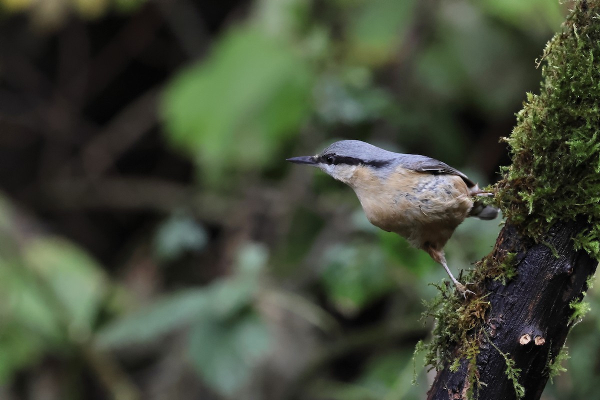 Eurasian Nuthatch - ML643892191