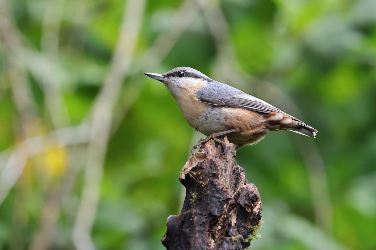 Eurasian Nuthatch - ML643892192