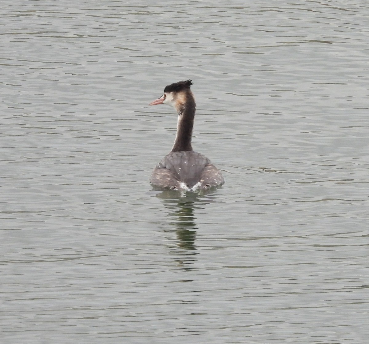 Great Crested Grebe - ML643892195