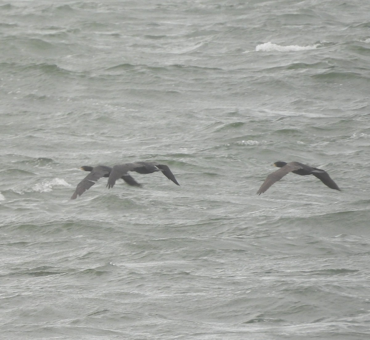 Great Cormorant - ML643892220