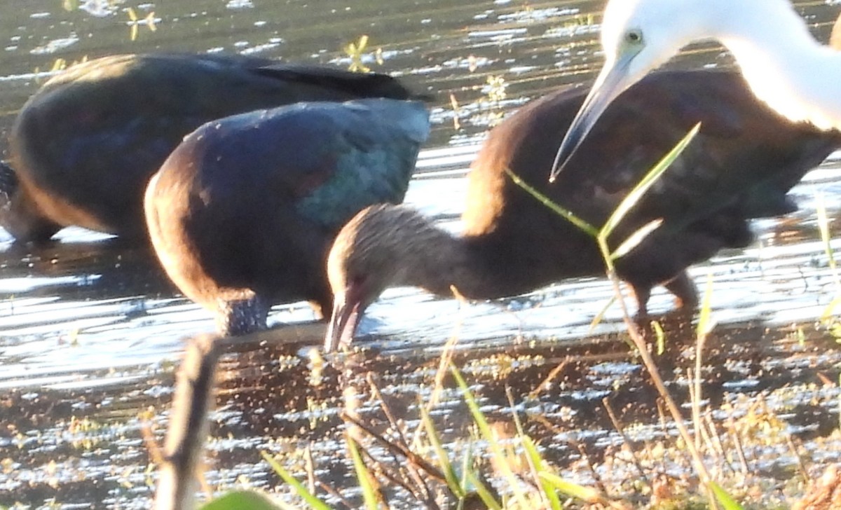 White-faced Ibis - ML643892253