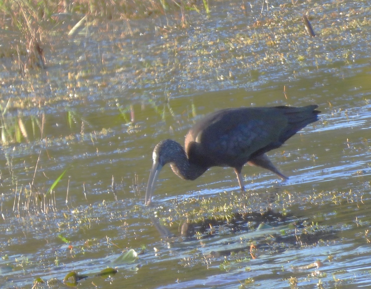White-faced Ibis - ML643892254