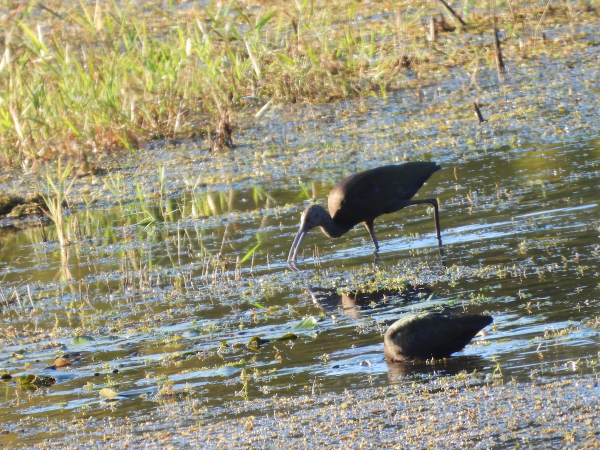White-faced Ibis - ML643892255