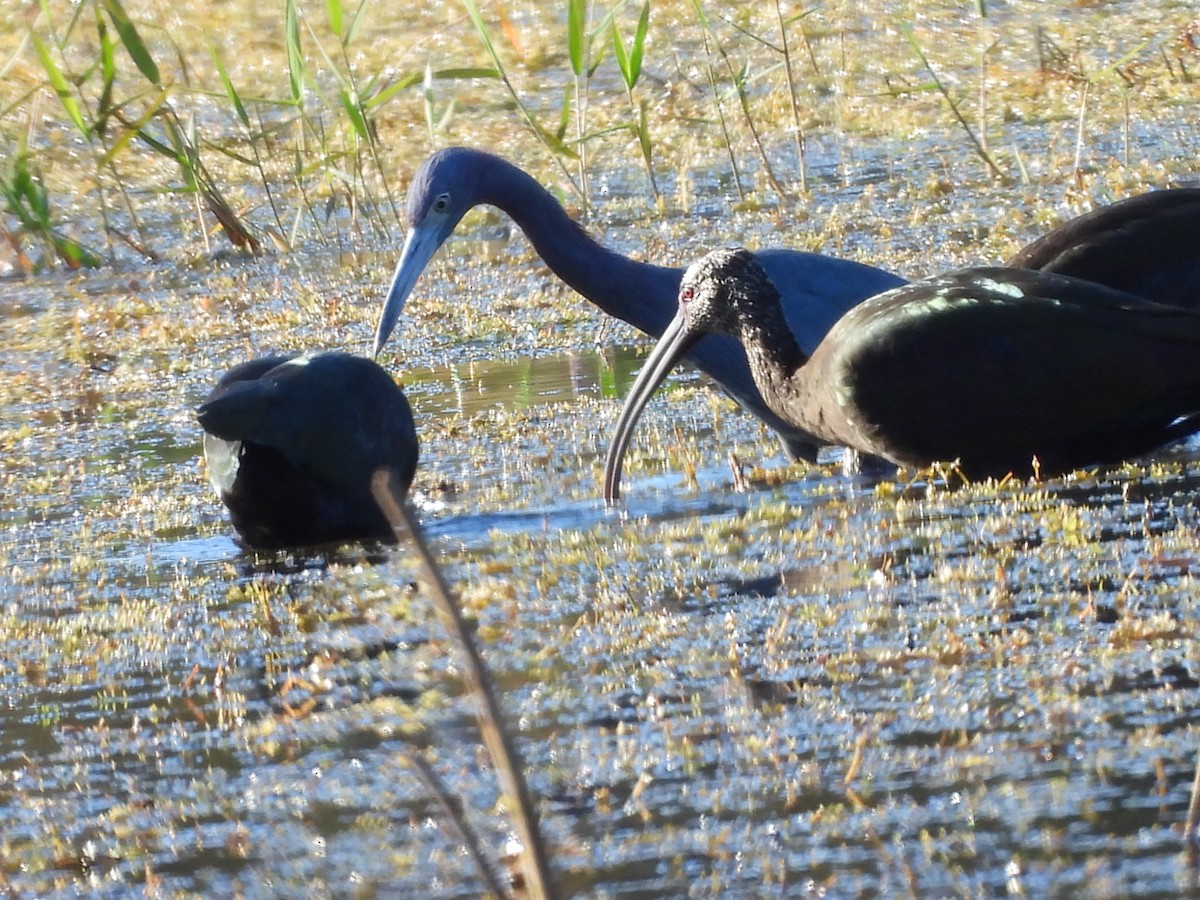 White-faced Ibis - ML643892256