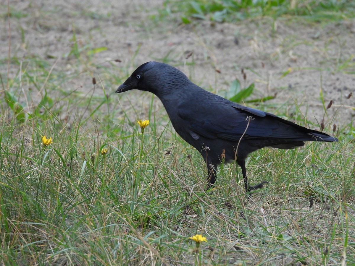 Eurasian Jackdaw - ML643892261