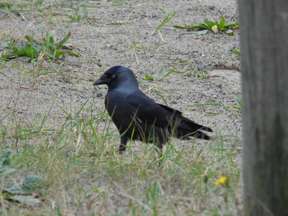 Eurasian Jackdaw - ML643892276