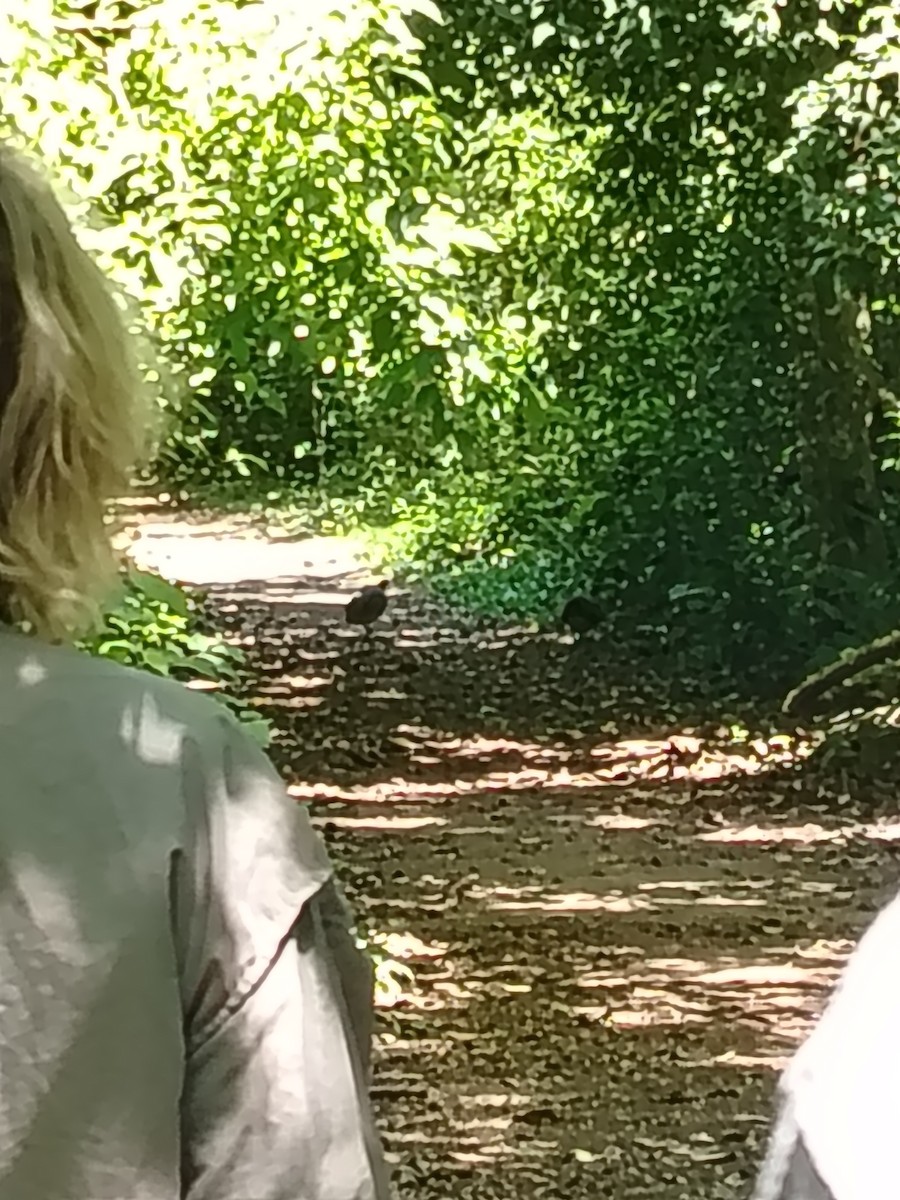 Solitary Tinamou - ML643892277