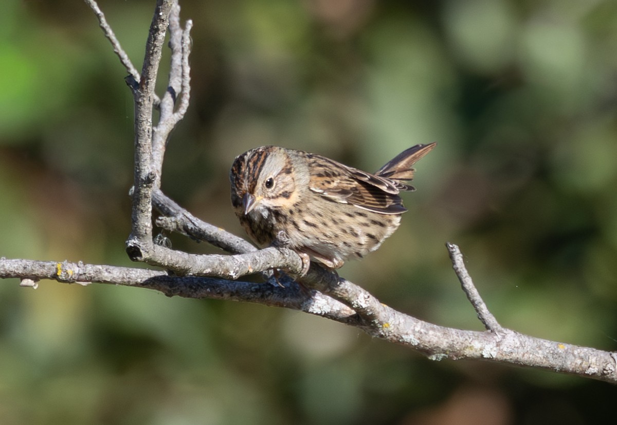 ヒメウタスズメ - ML643892281