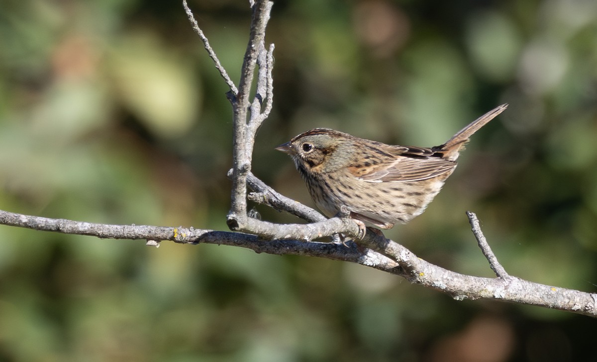 ヒメウタスズメ - ML643892282