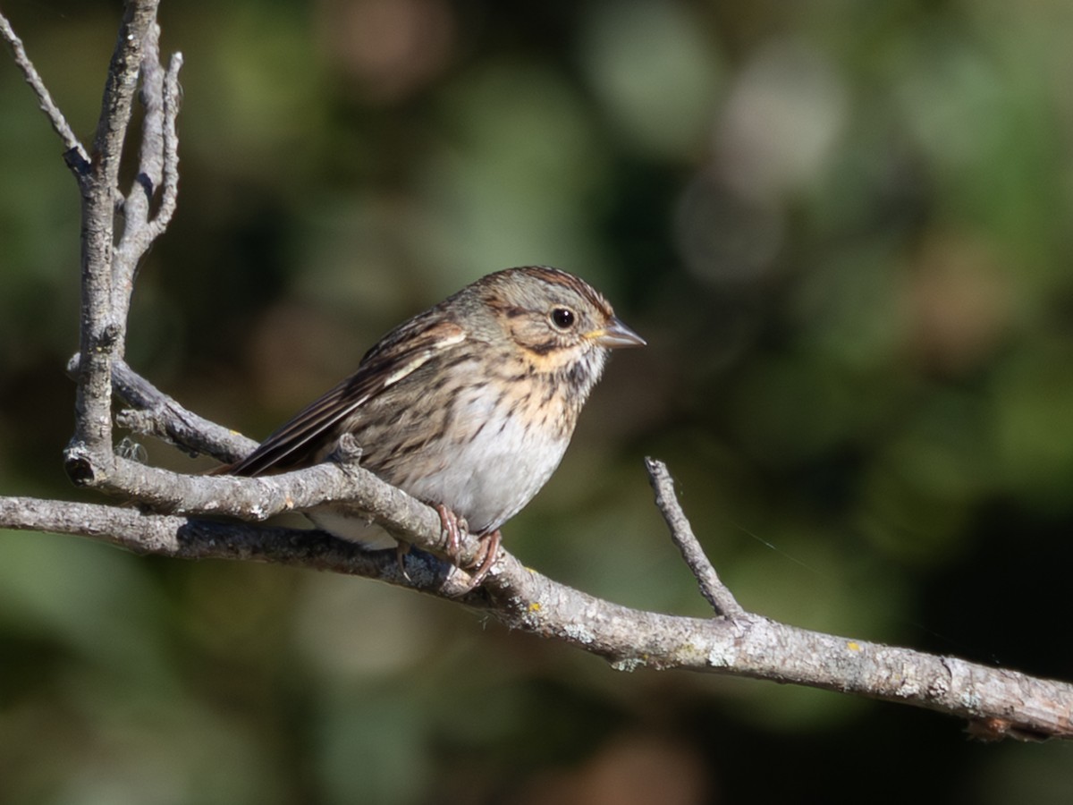 ヒメウタスズメ - ML643892283