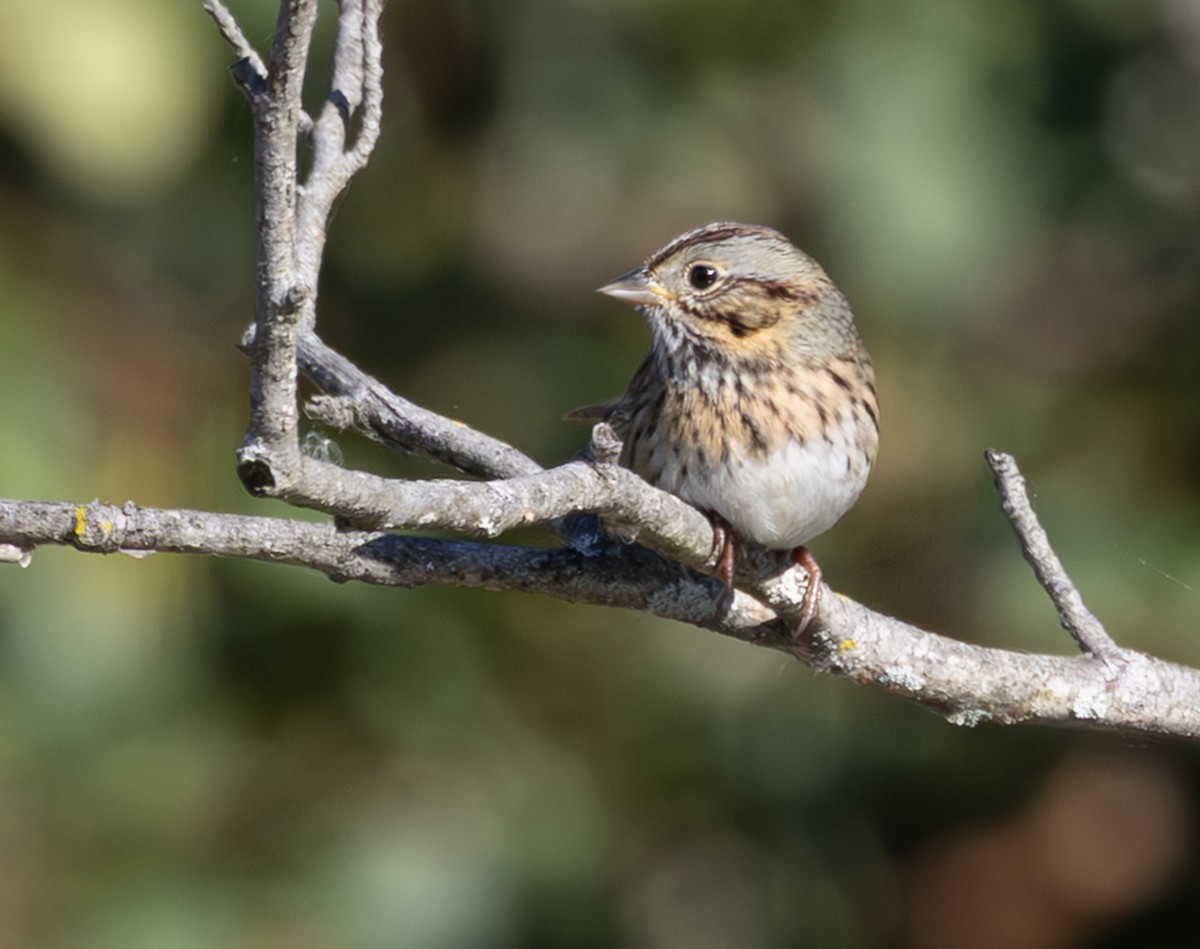 ヒメウタスズメ - ML643892284