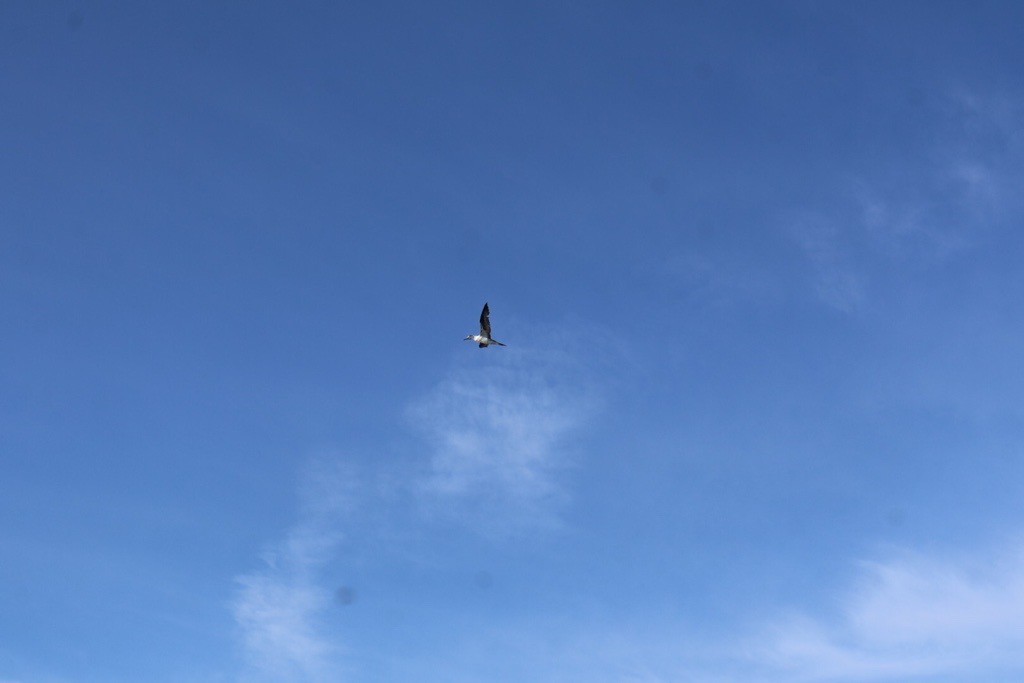 Northern Gannet - ML643892291