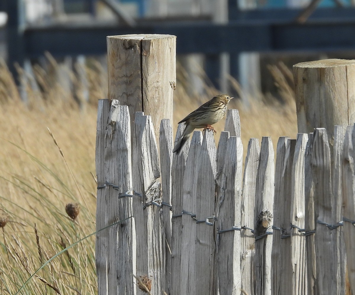 Meadow Pipit - ML643892301