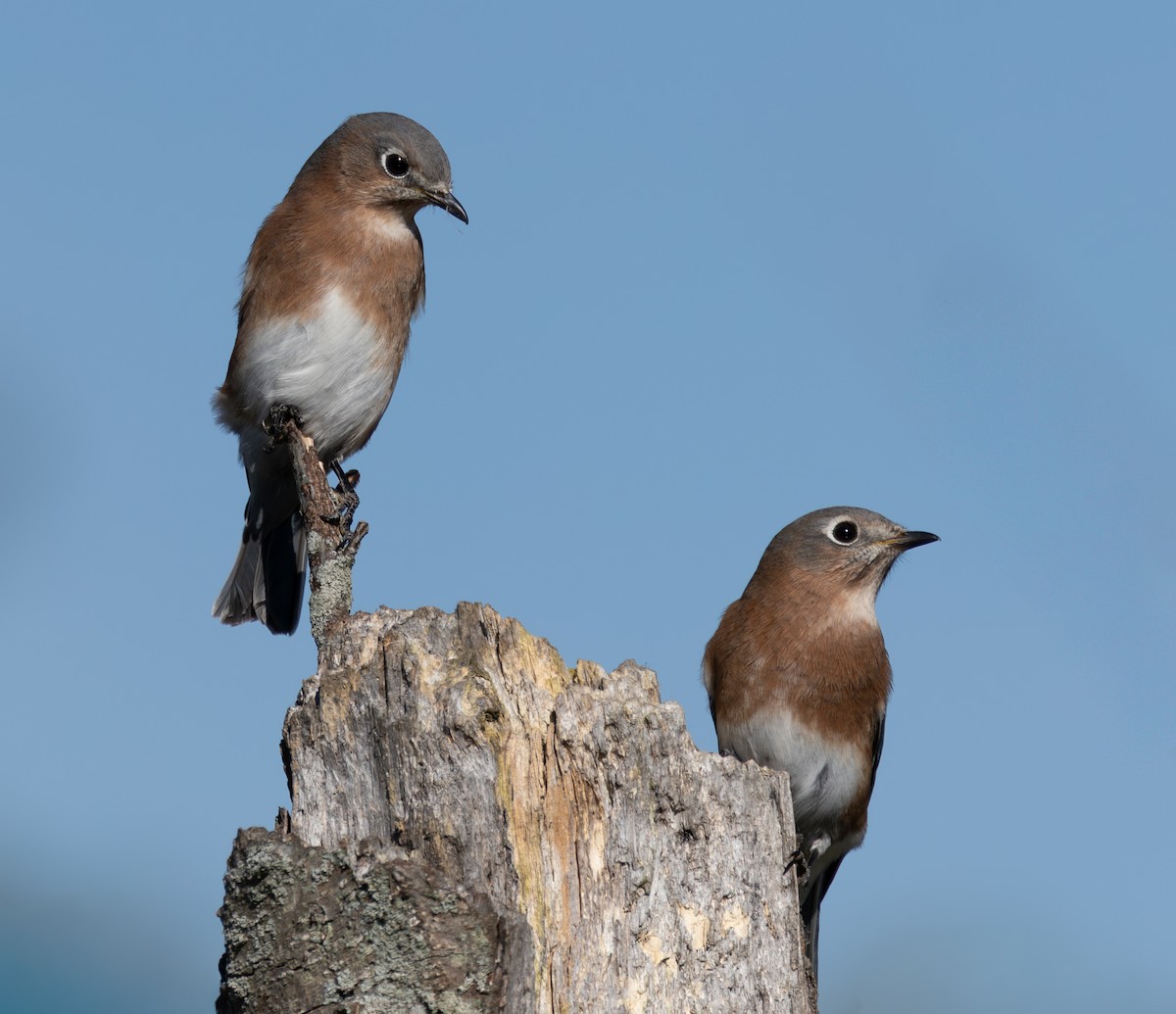 Eastern Bluebird - ML643892303